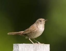 Small Birds Native To Michigan Nine Common Birds In Our Backyard Common Birds Backyard Birds Birds