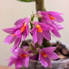 Image result for Bulbophyllum schinzianum