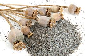 Is there morphine in poppy seeds? Poppy Seed Bread In France Found To Contain Dangerous Levels Of Morphine