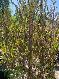 Image result for Dodonaea