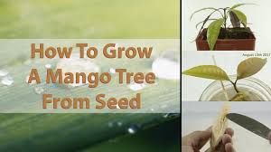 Follow this simple how to grow mango trees guide & harvest delicious mango fruit for many seasons. How To Grow A Mango Tree From Seed Easy With Results Hd Macro Youtube