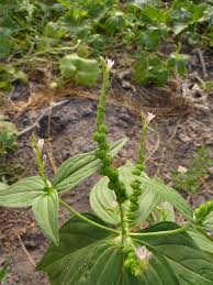Image result for Spigelia anthelmia