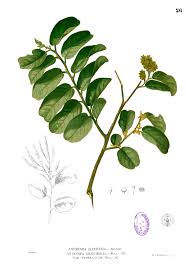 Image result for Antidesma