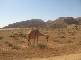 His camel was standing out side. Basus War Wikipedia