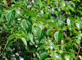 Image result for Colubrina asiatica