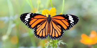 Agradecemos interactivos para la clase por diseñar y compartir con todos nosotros este estupendo material del ciclo de vida de la mariposa, esperamos que es sea de gran utilidad para su labor educativa, muchas gracias por compartir nuestros enlaces en sus redes sociales, pues gracias a. Mariposas Reproduccion Habitat Anatomia Y Caracteristicas