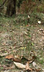 Image result for Aristida meridionalis