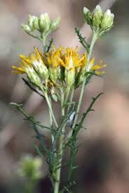 Image result for Euryops subcarnosus