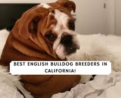 For families located further away, meeting in between our respective locations can be arranged. 5 Best English Bulldog Breeders In California 2021 We Love Doodles