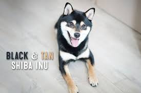 Black And Tan Shiba Inu Black And Tan Shiba Inu Facts And Information My First Shiba Inu Shiba Inu Shiba Inu Black Shiba
