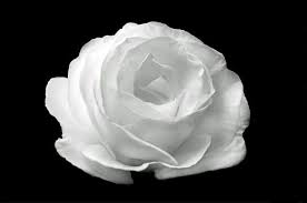 Black And White Rose Background White Rose On The Black Background White Roses Black Backgrounds Black And White
