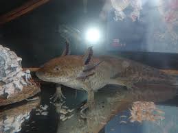 How Do Amphibians Breathe Earth Com