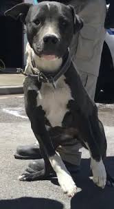 Black And White Pitbull Female Pin On Animals
