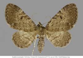 Image result for Eupithecia actaeata