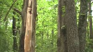 The resin has antibacterial properties which prevent the damaged tree from getting infected. Harvesting Cedar Bark And Pine Sap With A Gi Customs Sheep S Foot Chopper Youtube