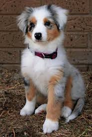 Trudi gorgeous collie x shepherd. Overfladisk Final Stivhed Australian Sheepdog For Sale Uk Passende Astrolabe Rig