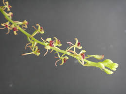 Image result for Liparis mulindana