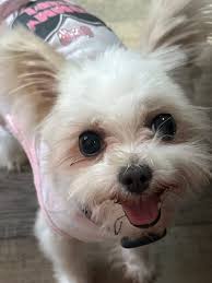 Lost Dog in Philadelphia