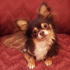 Nacho My Tri Colored Long Haired Chi Chihuahua Love Chihuahua Animals