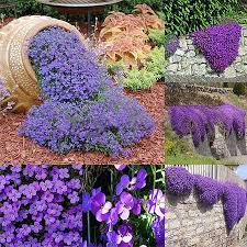 Baby leaf mustards are making quite an inroad into western cuisine, particularly in salads, where they add an appetizing flavor and texture. 220pcs Aubrieta Deltoidea Seeds Romantic Purple Mustard Garden Flower Seed New Beautiful Flowers Garden Flower Seeds Flower Garden
