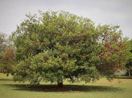 Image result for Schotia brachypetala