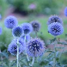 Image result for Echinops