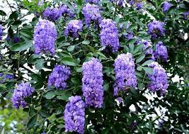 Image result for Tiliacora funifera