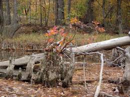 In colder areas, sweetspire may experience a bit of weather damage coming out of winter, so prune any dead wood out after new growth has begun. Itea Virginica Itea Virginia Sweetspire Virginia Sweet Spire Virginia Willow North Carolina Extension Gardener Plant Toolbox