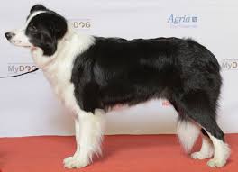 Border Collie Wikipedia