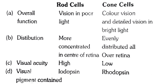 Check spelling or type a new query. Which One Of The Following Is The Correct Difference Between Rod Cells And Cone Cells Of Our Retina Img Src Https D10lpgp6xz60nq Cloudfront Net Physics Images Errl Bio Ncert Neet Vol 5 6 E01 234 Q01 Png Width 80