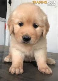 They are also litter box trained! Golden Retriever Puppies For Sale Online Shopping