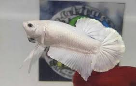 Berikut ini adalah 5 lengkah resep rahasia agar warna ikan cupang cepat mutasi dan membuat warna naik lebih cemerlang serta tajam. Singkatan Atau Istilah Dalam Komunitas Ikan Cupang Yang Perlu Diketahui