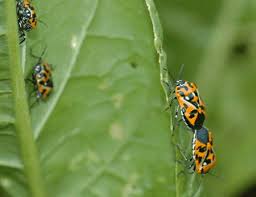 The body is moderately convex, shortened, oval and approximately 4/5 wide as long. Harlequin Bug How To Control This Pest In Your Garden