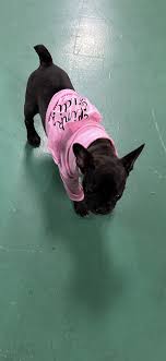 Pug-O-Ween Costume Contest