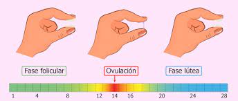 Como Es El Moco Cervical Durante La Ovulacion Y En Los Dias Fertiles