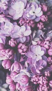 Flowers Purple And Wallpaper Image Flower Wallpaper Purple Wallpaper Iphone Background