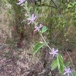 Image result for Hibiscus meyeri