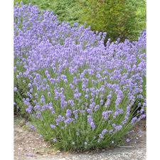 Vera Lavender Seeds For Planting (Lavandula angustifolia) Seed Needs