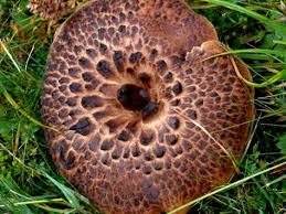 Pilze Anhand Ihrer Merkmale Bestimmen Home Con Immagini