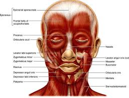 Related posts of neck muscle anatomy youtube. Face Muscles Anatomyqa