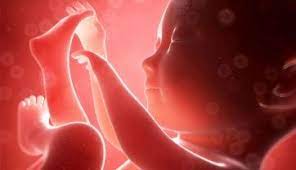 Index الجنين بالصور اسبوعيا مراحل نمو الجنين اجمل صور للجنين اسبوعيا Baby In Womb Baby Music Womb Music