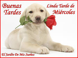 Resultado de imagen de imagenes de buenas tardes miercoles