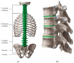 Common problems include allergies, diseases or infections. Materials Free Full Text Materials For The Spine Anatomy Problems And Solutions Html