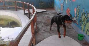 Seperti yang sudah disinggung sebelumnya, memimpikan. Tafsir Arti Mimpi Tentang Anjing Terlengkap Dan Penting Perlu Kamu Ketahui Mentari Bali Holiday