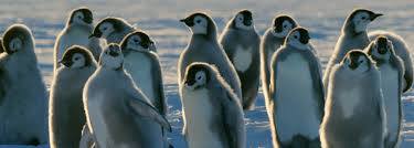 The plumage of the penguins is thick. Penguin Filmed Caring For Snowball Bbc Earth