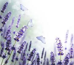 Cerca questo pin e molto altro su #pannolenci lara di larideli. Effettuare La Potatura Della Lavanda