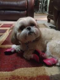 Check spelling or type a new query. Pin On Summer Dog Boots Mini Meshies By Barko Booties