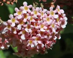 Image result for Rogiera amoena