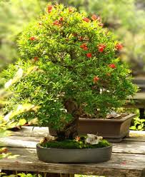 Dwarf Pomegranate Punica Granatum Ssp Nana Bonsai Tree Fruit Seeds For Africa