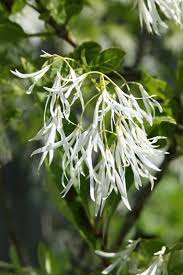 Image result for Chionanthus